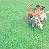 Piper Sophia is registered to the contest to win money with this photo: active, animal, black_dog, brown_dog, canine, collar, dog, dogs, ears, expression, eyes, fun, grass, lawn, muzzle, nature, outdoor, pet, playing, tongue