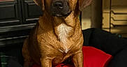 Piper Sophia is registered to the contest to win money with this photo: animal, brown_dog, comfort, companion, cozy, cute, dog, domestic, fireplace, fur, home, indoor, looking_at_camera, pet_bed, portrait, quiet, red_cushion, relaxed, sitting, warm_lighting