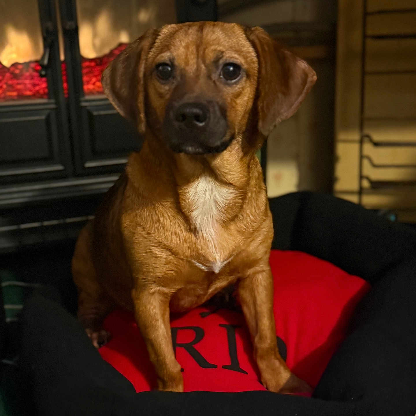 Piper Sophia