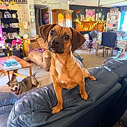 Piper Sophia is registered to the contest to win money with this photo: bookshelf, brown_dog, carpet, chair, couch, cozy, curtains, decorations, dog, fairy_lights, furniture, indoor, leather, living_room, painting, pet, second_dog, table, window, wooden_cabinet