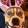 animal, brown_fur, bunny_ears, close_up, costume, cute, dog, ears, face, funny_expression, human_hand, indoor, pet, pink, portrait, seated, sparkly, tongue_out, white_fur, wide_eyes