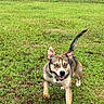 Princess is registered to the contest to win money with this photo: active, animal, blue_eyes, canine, daytime, dog, ears_up, energetic, field, fur, grass, happy, mammal, nature, outdoor, pet, playful, running, tail_up, walking