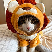 Kiko Blanco is registered to the contest to win money with this photo: cat, costume, lion, pet, animal, cute, indoor, bed, pillow, fur, whiskers, eyes, face, orange, white, plush, soft, sitting, looking, cozy