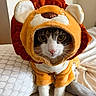 cat, costume, lion, pet, animal, cute, indoor, bed, pillow, fur, whiskers, eyes, face, orange, white, plush, soft, sitting, looking, cozy
