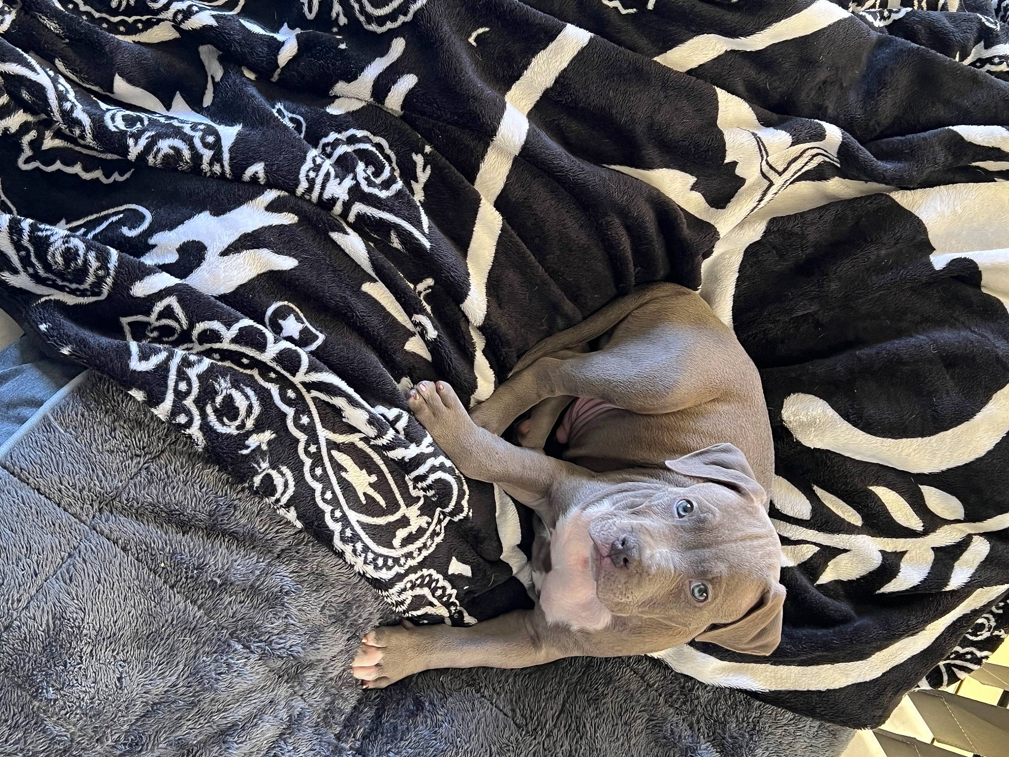 Boston joined the competition — help win amazing prizes! bedding, comfort, day_dress, dress, fashion_accessory, fashion_design, felidae, font, fur, grey, human_leg, linens, pattern, sleeve, sportswear, t_shirt, textile, thigh, tree, wood