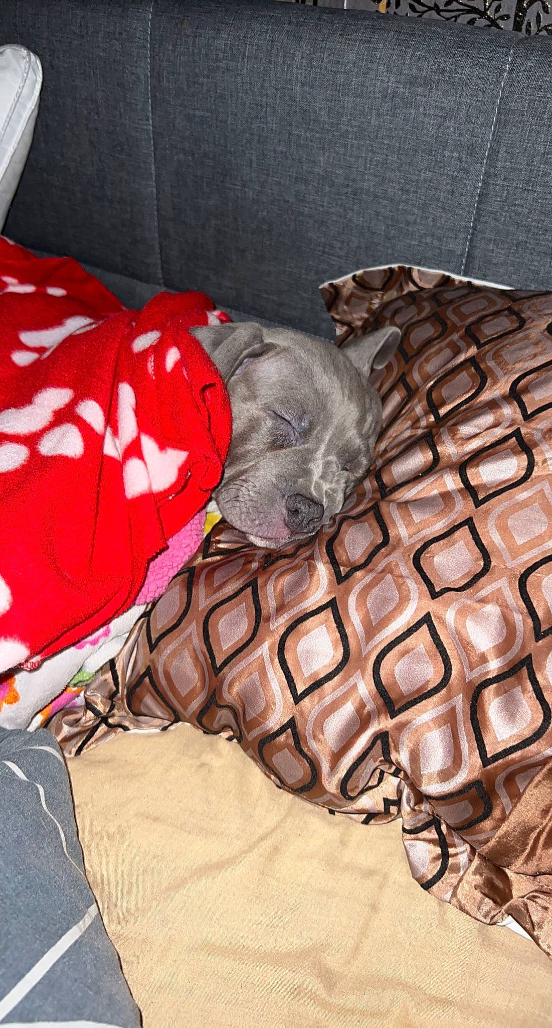 Boston joined the competition — help win amazing prizes! bag, carmine, comfort, fashion_accessory, fictional_character, flooring, fur, grey, human_leg, leather, linens, mammal, outerwear, pattern, personal_protective_equipment, shoe, sportswear, textile, vertebrate, wood