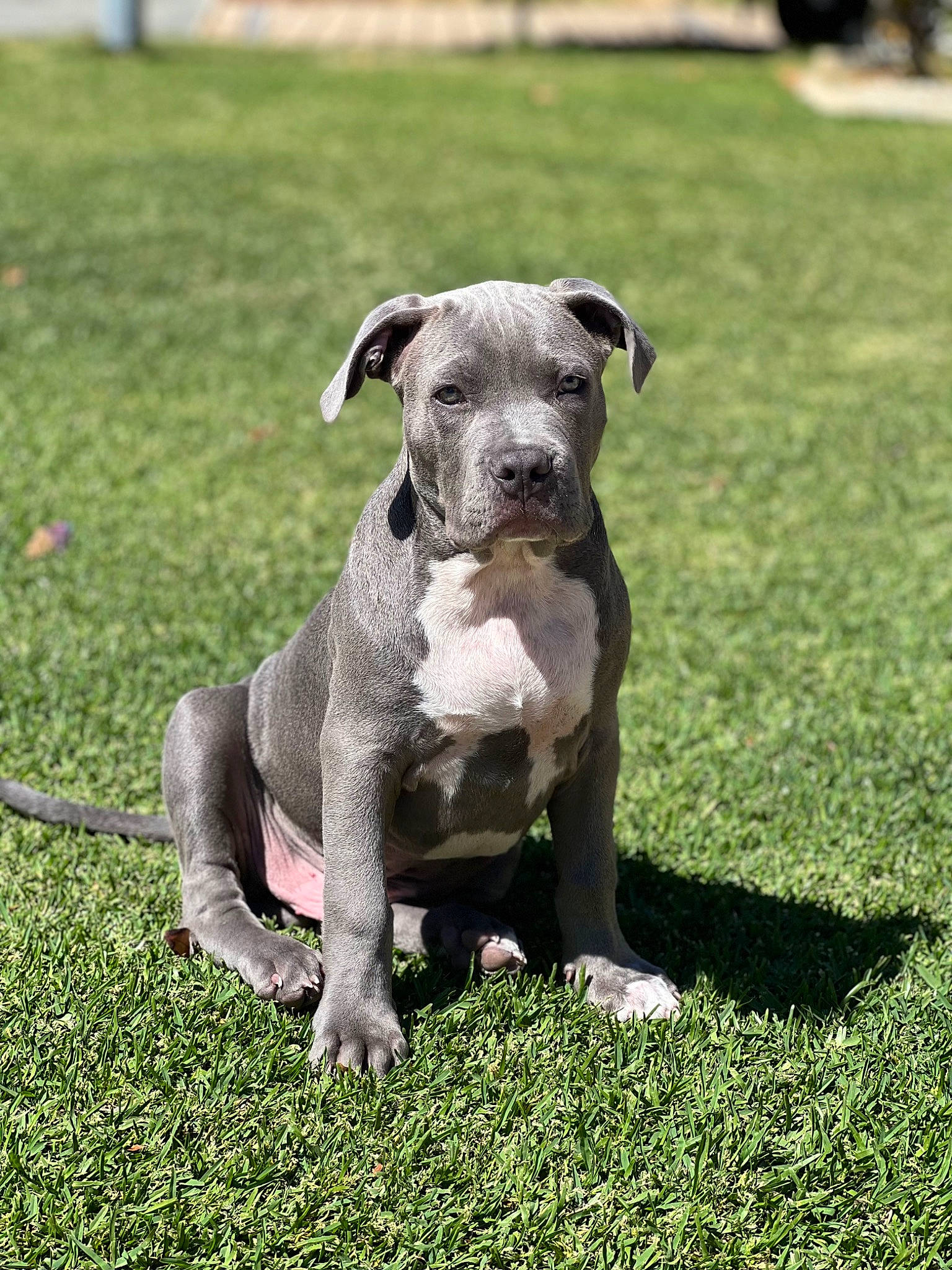 Boston is registered to the contest to win money with this photo: art, canidae, carnivore, companion_dog, dog, dog_breed, fawn, grass, groundcover, metal, pet_supply, plant, puppy, snout, sporting_group, statue, tail, terrestrial_animal, toy_dog, working_animal