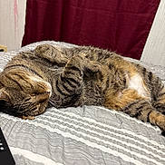 Mama is registered to the contest to win money with this photo: cat, tabby, sleeping, bed, striped_bedspread, indoor, pet, relaxed, fur, whiskers, animal, cozy, resting, curled_paws, domestic_cat, cute, feline, soft, nap, curtain