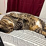 animal, bed, cat, cozy, curled_paws, curtain, cute, domestic_cat, feline, fur, indoor, nap, pet, relaxed, resting, sleeping, soft, striped_bedspread, tabby, whiskers