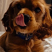 Cooper joined the competition — help win amazing prizes! puppy, dog, tongue_out, bed, indoor, curtains, collar, cute, floppy_ears, golden_fur, pet, animal, portrait, young_dog, cozy, soft_lighting, close_up, fur, sleeping_area, domestic_animal