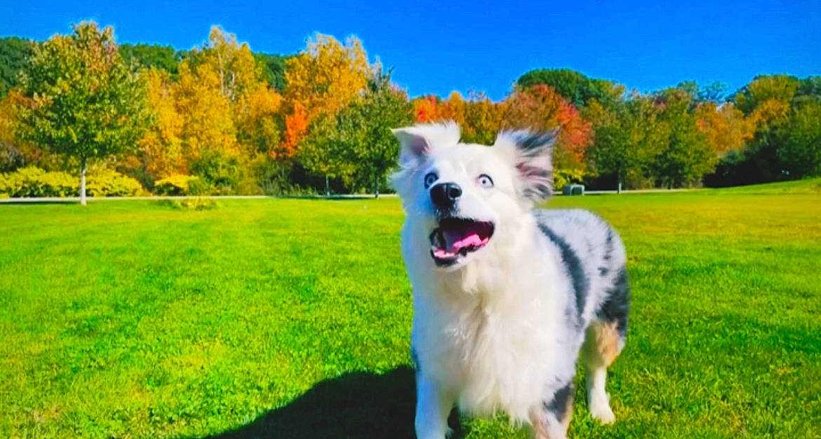 Cyrus Manhattan is registered to the contest to win money with this photo: canidae, carnivore, collar, companion_dog, dog, dog_breed, dog_supply, grass, grassland, herding_dog, indian_spitz, kintamani, plant, recreation, samoyed, sky, spitz, sporting_group, tree, volpino_italiano