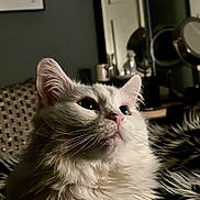 Winnie is registered to the contest to win money with this photo: cat, fluffy, white_cat, pet, indoor, close_up, whiskers, face, curious, feline, home, decor, mirror, cushion, soft_light, portrait, animal, cozy, relaxing, furry