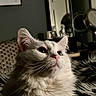 cat, fluffy, white_cat, pet, indoor, close_up, whiskers, face, curious, feline, home, decor, mirror, cushion, soft_light, portrait, animal, cozy, relaxing, furry