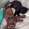 Onyx Nicole joined the competition — help win amazing prizes! cat, black_cat, tabby_cat, sleeping, bed, blanket, pillow, cozy, resting, pets, animal, feline, domestic_animal, fur, cute, companions, relaxation, indoors, comfort, nap