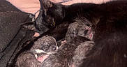 Onyx Nicole joined the competition — help win amazing prizes! cat, kitten, newborn, black_cat, sleeping, nursing, pink_blanket, animal, pet, cute, feline, mammal, mother, baby, resting, close_up, indoor, soft_light, cozy, warm