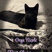 Onyx Nicole is registered to the contest to win money with this photo: black_cat, cat, bed, blanket, pattern, text_overlay, indoor, lighting, shadow, animal, pet, cozy, spotlight, holiday, christmas, time, caption, resting, comfort, feline