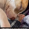 Diamond Michelle joined the competition — help win amazing prizes! puppy, dog, sleeping, close_up, blanket, cozy, pet, animal, cute, peaceful, young, fur, resting, indoors, snuggled, soft, domestic_animal, companion, cute_pet, sleep