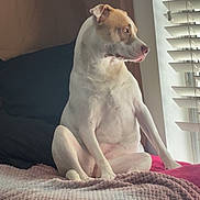 Diamond Michelle joined the competition — help win amazing prizes! dog, bed, blanket, knitted_blanket, window, window_blinds, indoor, pet, canine, light, shadow, white_dog, seated, looking_out, calm, cozy, furniture, resting, domestic_animal, home