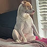 dog, bed, blanket, knitted_blanket, window, window_blinds, indoor, pet, canine, light, shadow, white_dog, seated, looking_out, calm, cozy, furniture, resting, domestic_animal, home