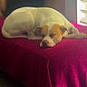 Diamond Michelle joined the competition — help win amazing prizes! dog, sleeping, bed, blanket, indoor, resting, canine, pet, white, brown, fur, window, light, cozy, relaxed, animal, domestic, quiet, calm, comfort