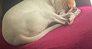 Diamond Michelle joined the competition — help win amazing prizes! dog, sleeping, curled_up, blanket, pink, indoor, resting, pet, animal, cozy, quiet, window_light, fur, relaxing, domestic, cute, calm, peaceful, home, comfort