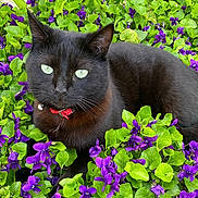 Petitou a rejoint le concours — aidez-le/la à gagner de superbes lots ! animal, bell, black_cat, cat, close_up, collar, cute, eyes, feline, flower_bed, fur, green_leaves, nature, outdoor, pet, purple_flowers, relaxed, resting, spring, whiskers