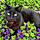 Petitou