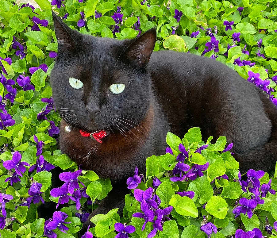 Petitou