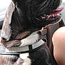 animal, black_dog, canine, car_interior, collar, dog, domestic_animal, french_bulldog, happy, human_leg, leash, pet, seat, side_profile, sitting, sunlight, tongue_out, vehicle, white_patch, window