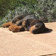 Omega participe au concours pour gagner de l'argent avec cette photo : dog, sleeping, outdoor, sunlight, patio, stone_floor, greenery, shrub, relaxed, pet, canine, nap, fur, collar, quiet, nature, resting, animal, daylight, peaceful