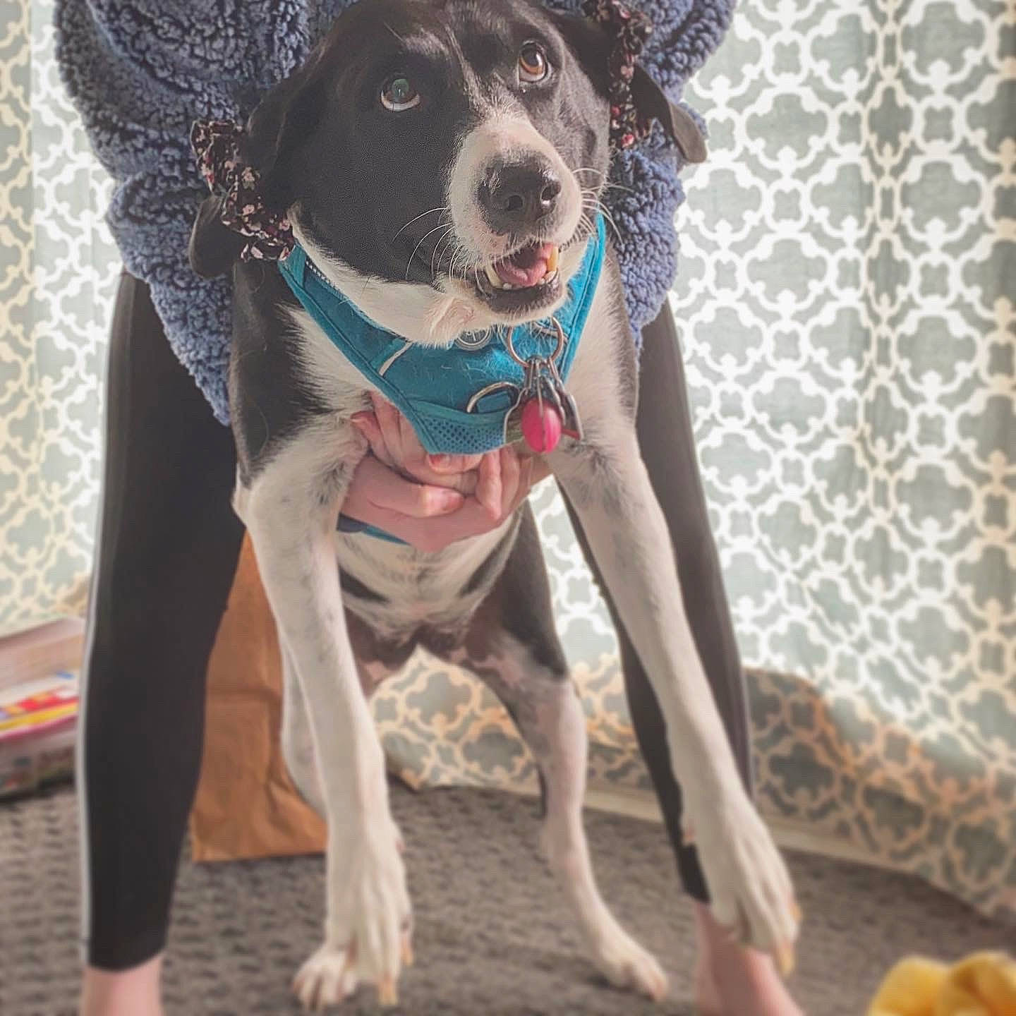 Ari joined the competition — help win amazing prizes! canidae, carnivore, dog, dog_breed, eurohound, fawn, feist, hunting_dog, pointer, rare_breed_dog, sporting_group, tail