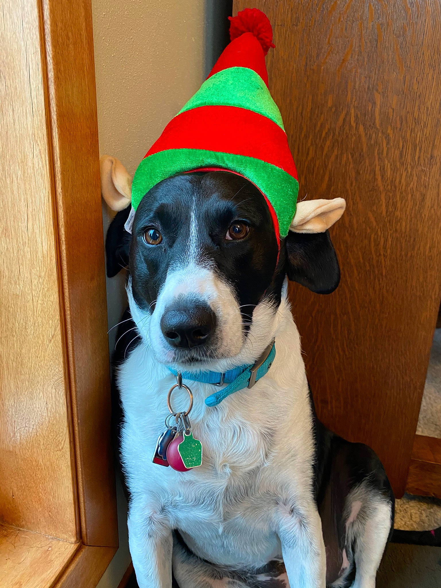 Ari joined the competition — help win amazing prizes! canidae, carnivore, christmas, dog, dog_breed, feist, holiday, mammal, mcnab, party_hat, party_supply, rat_terrier, snout, sporting_group, vertebrate