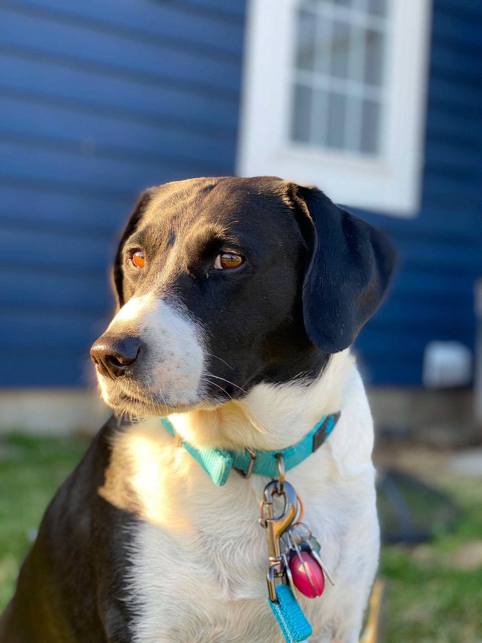 Ari is registered to the contest to win money with this photo: canidae, carnivore, collar, danish_swedish_farmdog, dog, dog_breed, dog_collar, eurohound, harrier, hunting_dog, mammal, rare_breed_dog, snout, sporting_group, treeing_walker_coonhound, vertebrate, whiskers