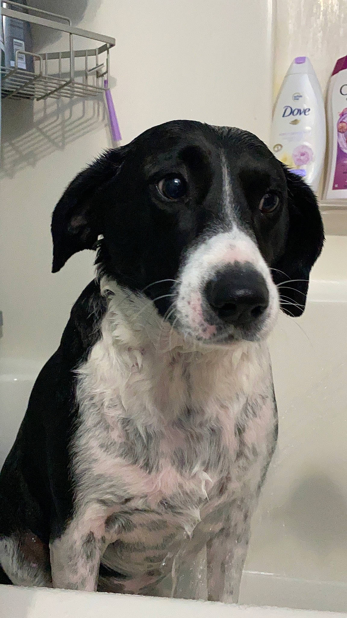 Ari joined the competition — help win amazing prizes! border_collie, braque_dauvergne, canidae, carnivore, companion_dog, dog, dog_breed, eurohound, hunting_dog, mammal, pointer, rare_breed_dog, snout, sporting_group, stabyhoun, vertebrate, whiskers