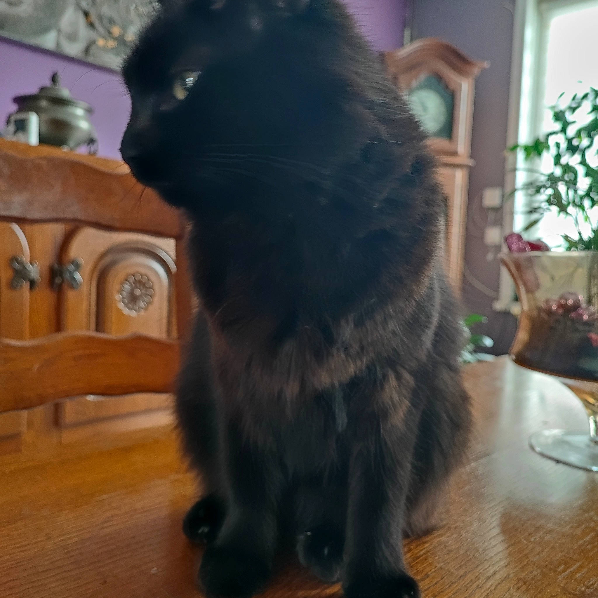 Ragnar a rejoint le concours — aidez-le/la à gagner de superbes lots ! black_cat, carnivore, cat, chair, domestic_short_haired_cat, felidae, flooring, fur, hardwood, houseplant, plant, small_to_medium_sized_cats, snout, table, tail, terrestrial_animal, whiskers, window, wood, wood_stain