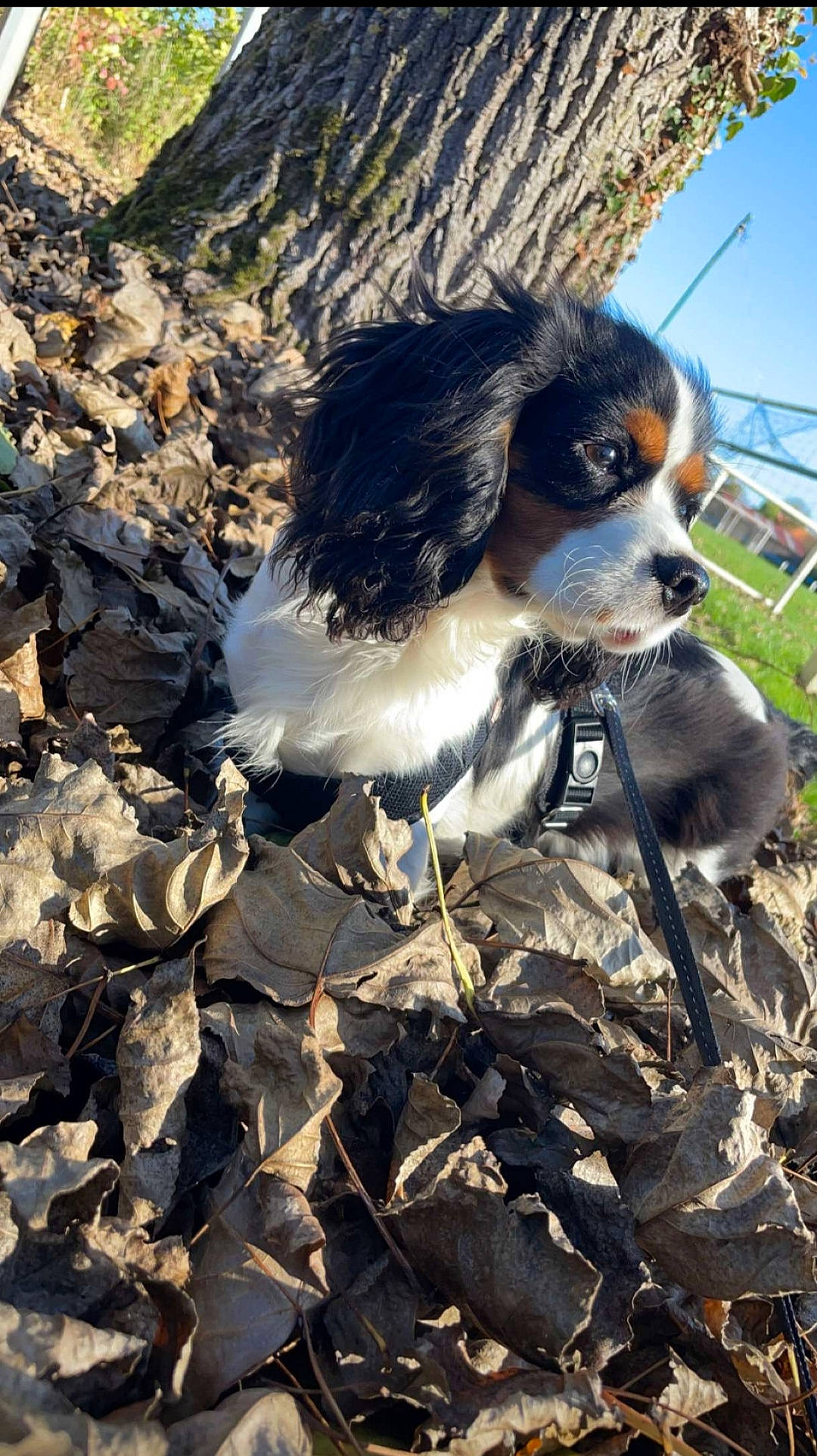 Taya participe au concours pour gagner de l'argent avec cette photo : canidae, carnivore, cavalier_king_charles_spaniel, companion_dog, dog, dog_breed, fawn, fur, king_charles_spaniel, liver, plant, sky, snout, soil, spaniel, sporting_group, tail, terrestrial_animal, tibetan_spaniel, wildlife