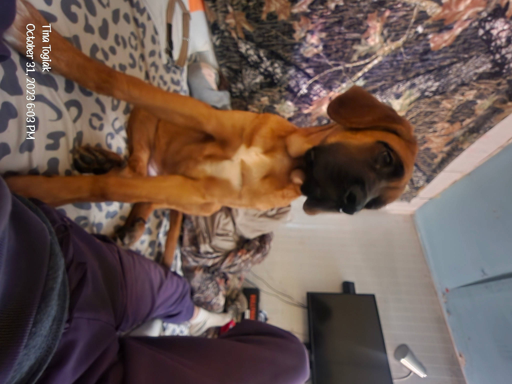 Boots is registered to the contest to win money with this photo: art, canidae, carnivore, comfort, companion_dog, dog, dog_breed, fawn, felidae, fun, fur, room, small_to_medium_sized_cats, sporting_group, tree, wood