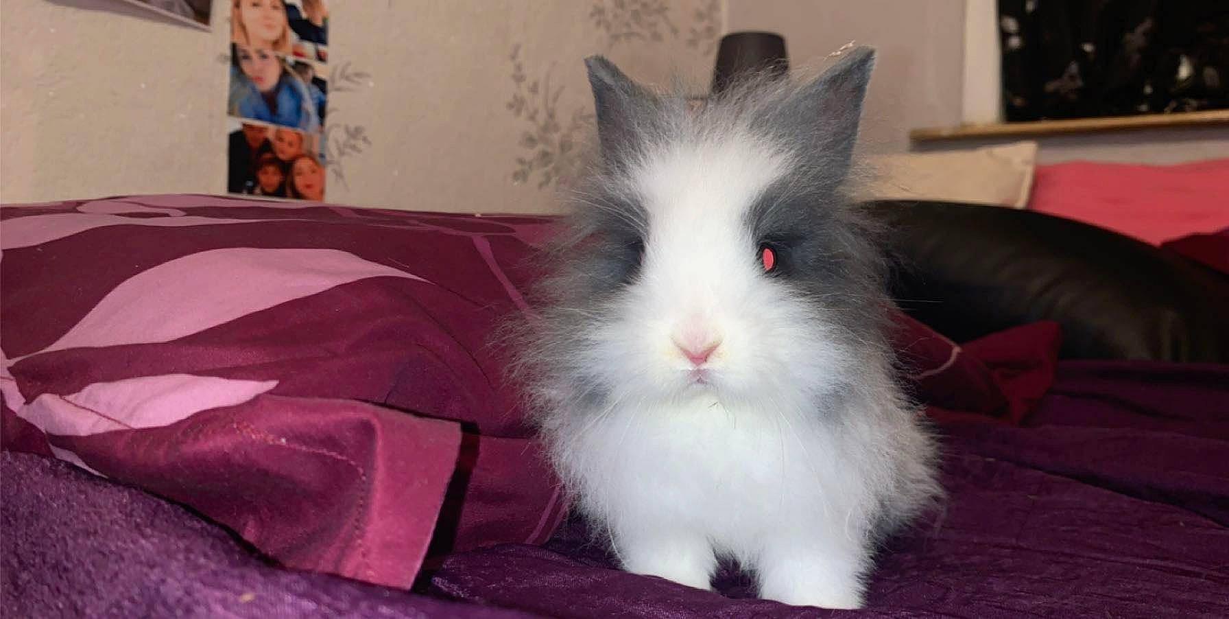 Groot a rejoint le concours — aidez-le/la à gagner de superbes lots ! angora_rabbit, cat, domestic_rabbit, ear, felidae, fur, iris, mammal, rabbit, rabbits_and_hares, snout, vertebrate, whiskers