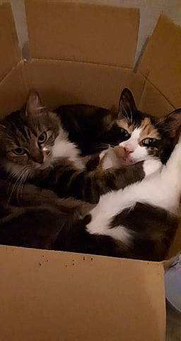 Chouquette Et Caline