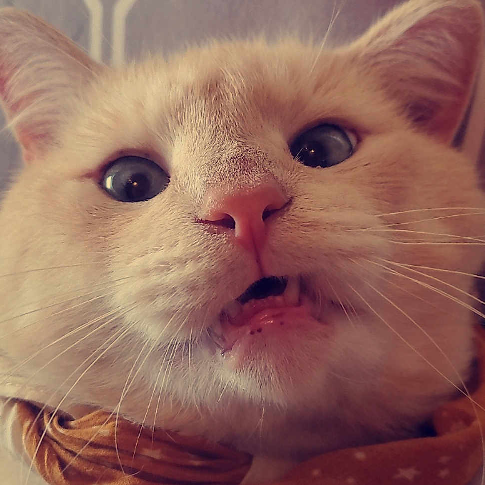 Alastor M Moody is registered to the contest to win money with this photo: animal, background, cat, close_up, cream_colored, curious_eyes, cute, domestic_cat, expression, face, fluffy, fur, indoor, orange, pet, portrait, scarf, soft_light, star_pattern, whiskers
