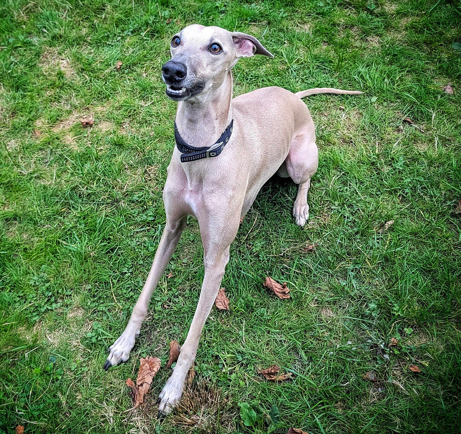 Urban participe au concours pour gagner de l'argent avec cette photo : dog, grass, collar, pet, canine, outdoor, animal, mammal, sitting, brown, nature, playful, cute, friendly, tongue, ears, paw, smile, expression, field