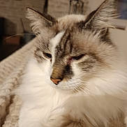 Gazin participe au concours pour gagner de l'argent avec cette photo : blanket, cat, close_up, cozy, domestic_cat, ears, feline, fluffy, fur, indoor, long_hair, muzzle, nose, paw, pet, portrait, relaxed, sleepy, soft_texture, whiskers