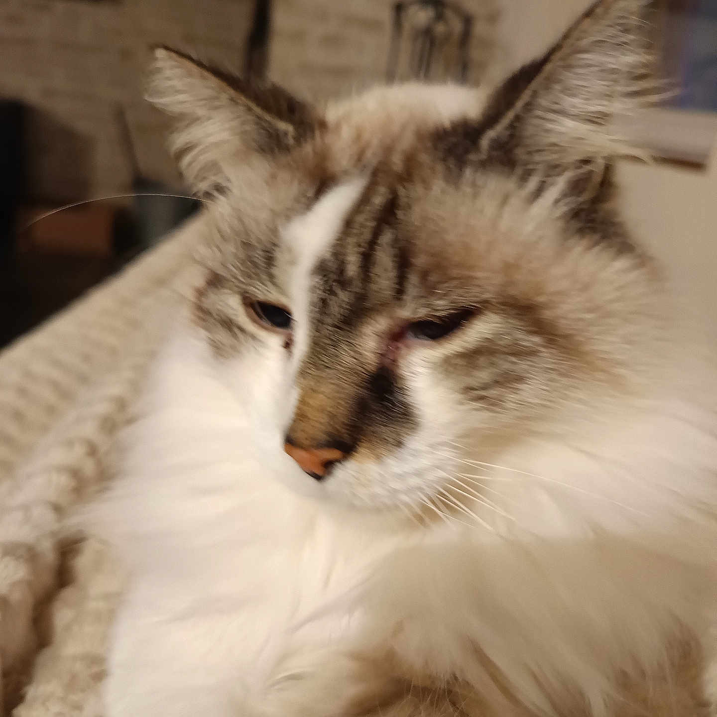 Gazin participe au concours pour gagner de l'argent avec cette photo : blanket, cat, close_up, cozy, domestic_cat, ears, feline, fluffy, fur, indoor, long_hair, muzzle, nose, paw, pet, portrait, relaxed, sleepy, soft_texture, whiskers