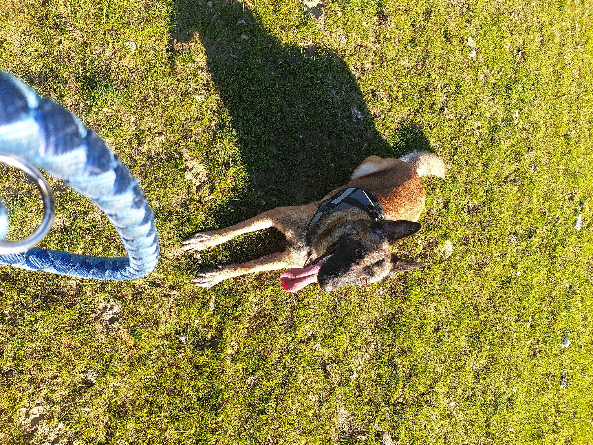 Irka a rejoint le concours — aidez-le/la à gagner de superbes lots ! fun, grass, grass_family, grassland, groundcover, landscape, lawn, leisure, mammal, meadow, natural_environment, pasture, people_in_nature, plant, recreation, sporting_group, spring, tail, tree, vertebrate