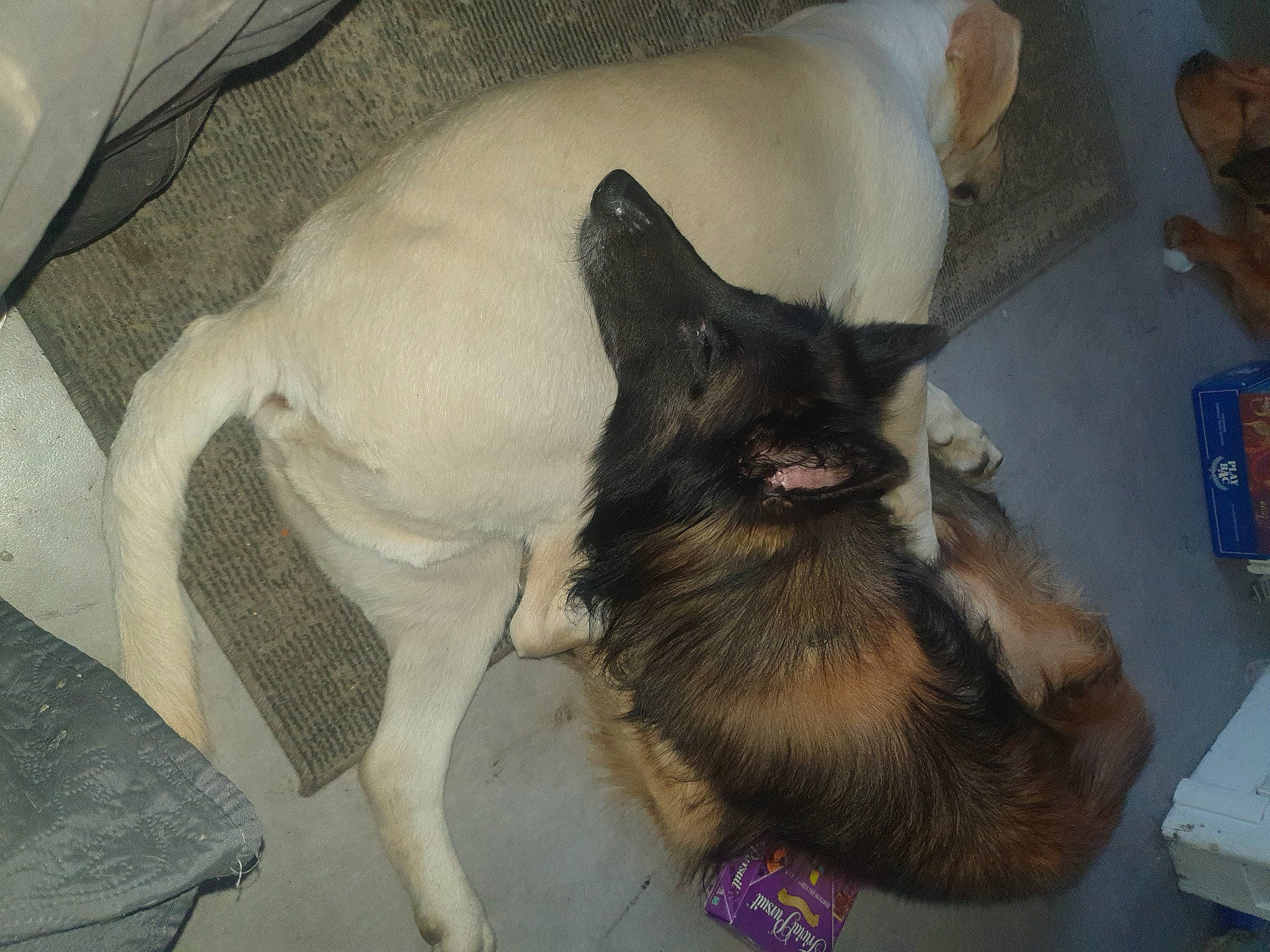 Phalco participe au concours pour gagner de l'argent avec cette photo : canidae, carnivore, claw, comfort, companion_dog, dog, dog_breed, fawn, felidae, fur, paw, small_to_medium_sized_cats, sporting_group, tail, whiskers, working_animal