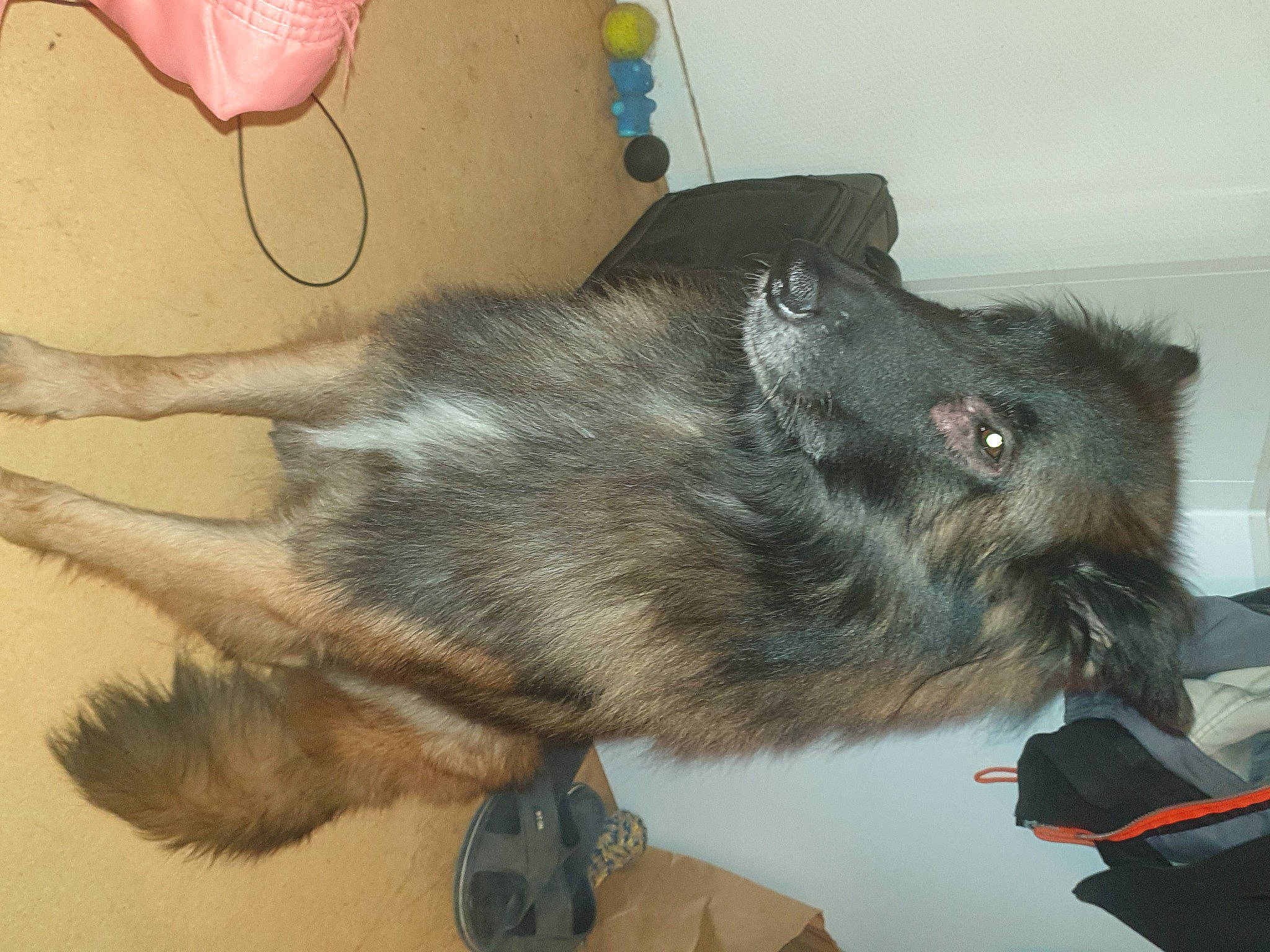 Phalco participe au concours pour gagner de l'argent avec cette photo : carnivore, claw, comfort, companion_dog, dog_breed, domestic_short_haired_cat, ear, felidae, flooring, foot, fur, small_to_medium_sized_cats, snout, tail, whiskers