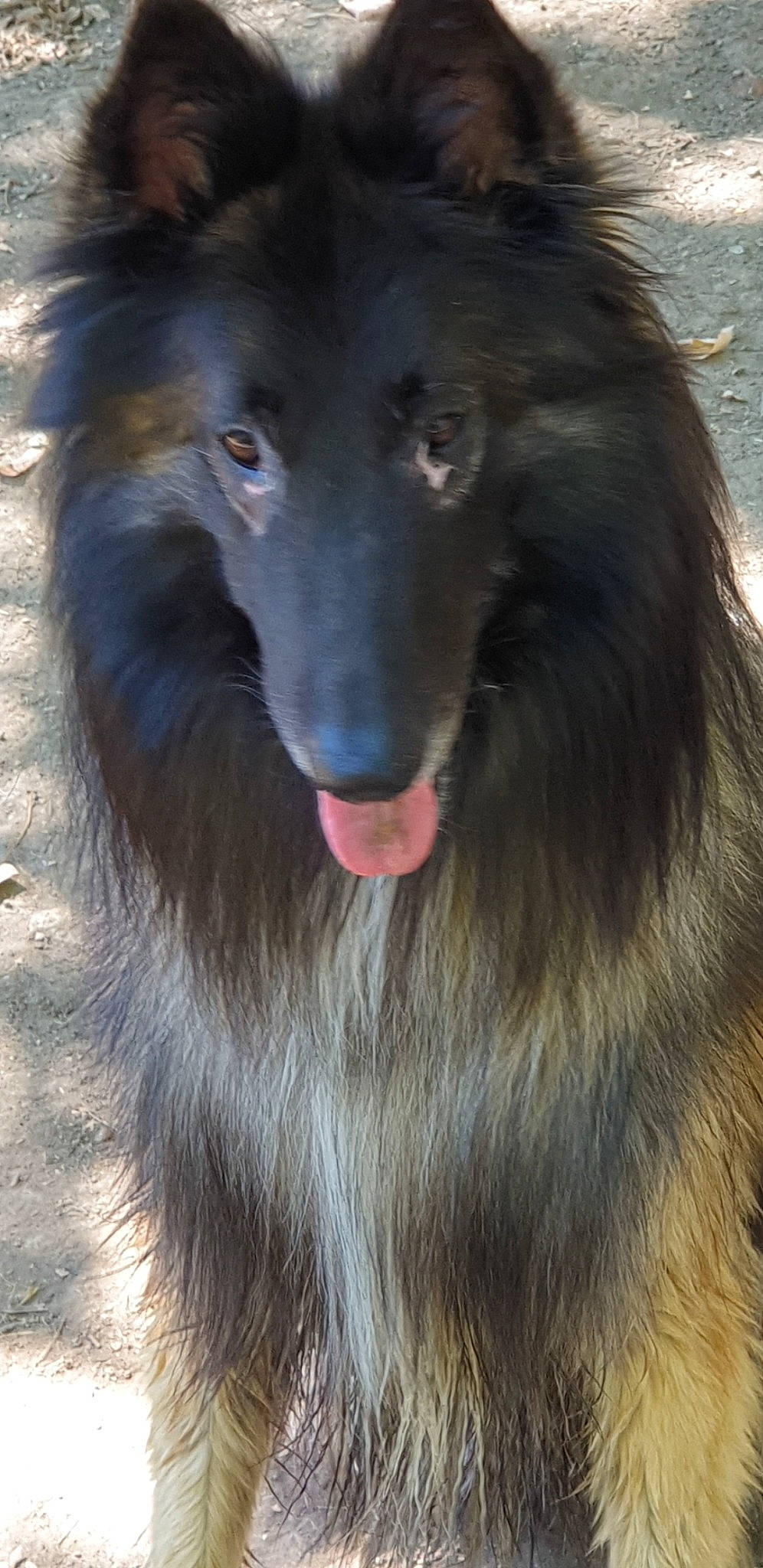 Phalco a rejoint le concours — aidez-le/la à gagner de superbes lots ! canidae, carnivore, companion_dog, dog, dog_breed, fang, fur, jaw, primate, snout, sporting_group, terrestrial_animal, whiskers, wildlife, working_animal, working_dog