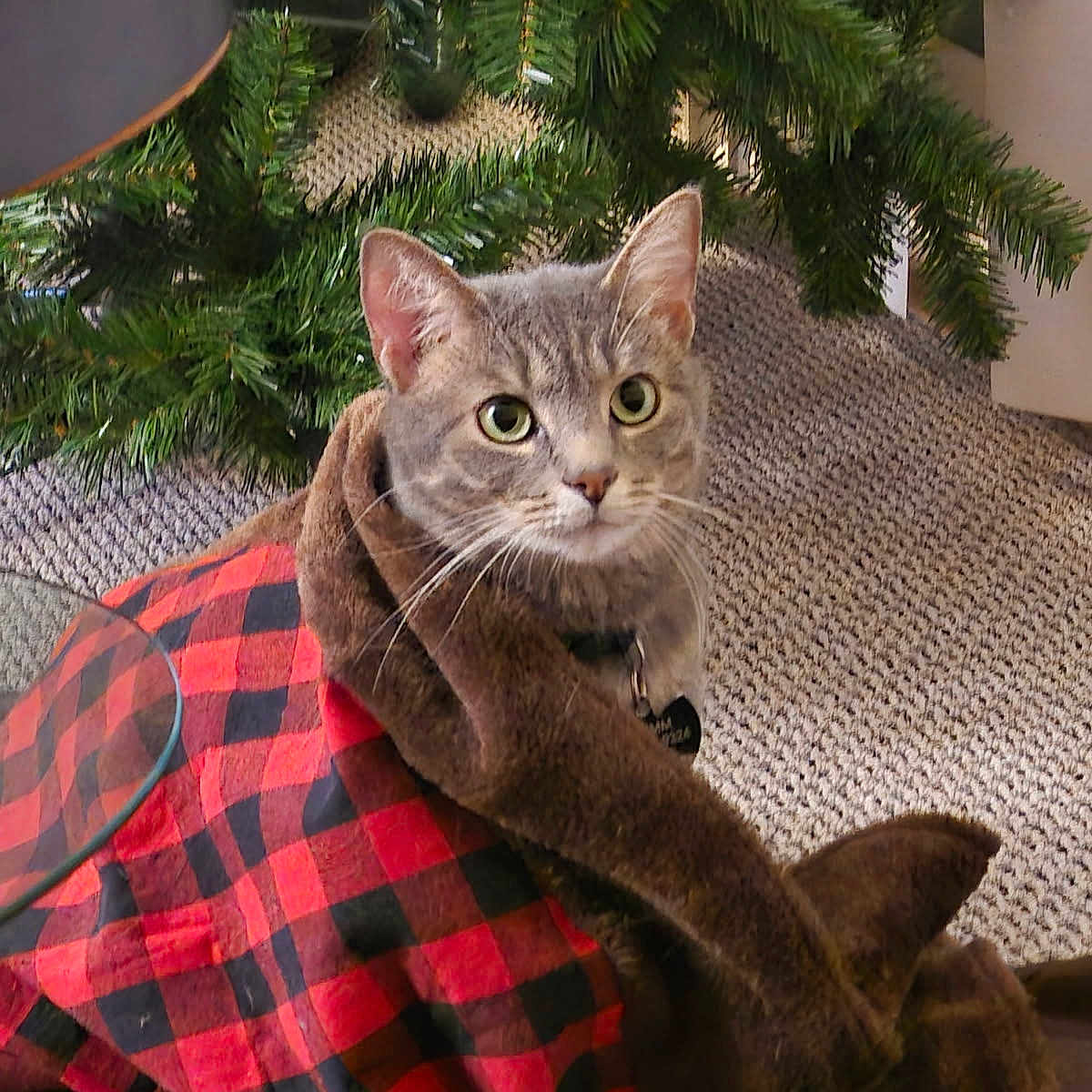 Scrimm joined the competition — help win amazing prizes! animal, blanket, carpet, cat, christmas_tree, collar, cozy, curious, domestic, ears, fur, greenery, home, indoor, pet, red_black_checkered, seated, tabby, tag, whiskers