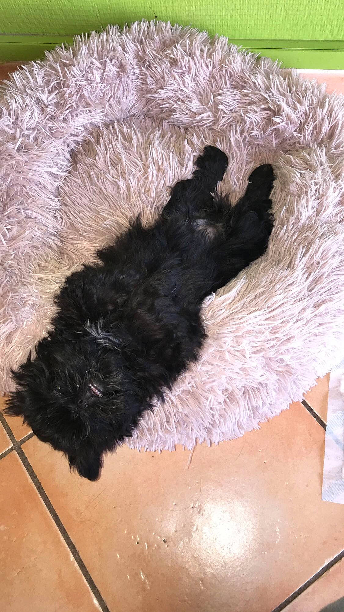 River a rejoint le concours — aidez-le/la à gagner de superbes lots ! canidae, carnivore, claw, companion_dog, dog_breed, fawn, foot, fur, human_leg, leg, natural_material, paw, ratite, sporting_group, tail, terrestrial_animal, terrier, toy, wool, working_animal