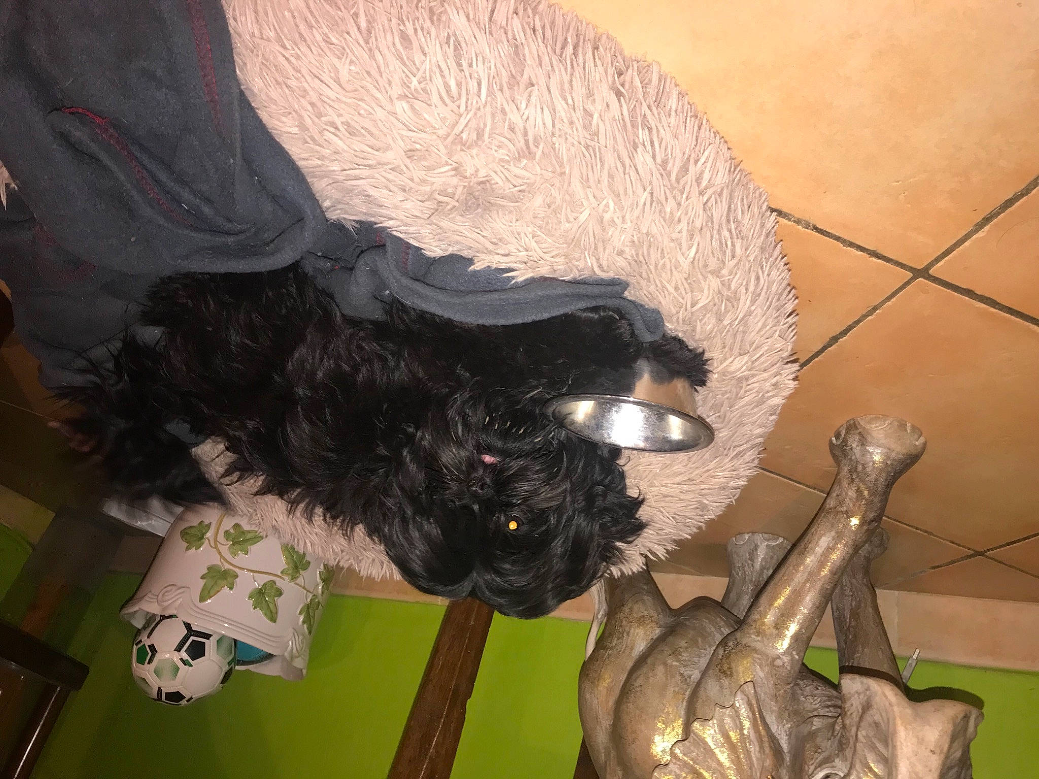 River a rejoint le concours — aidez-le/la à gagner de superbes lots ! canidae, carnivore, dog_breed, fur, personal_protective_equipment, sporting_group, tail, wood